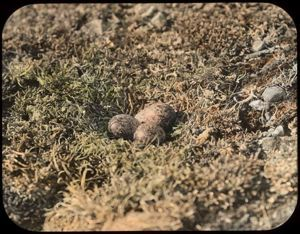 Image of Three Eggs of Knot (Tringa canutus) or Glaucous Gull